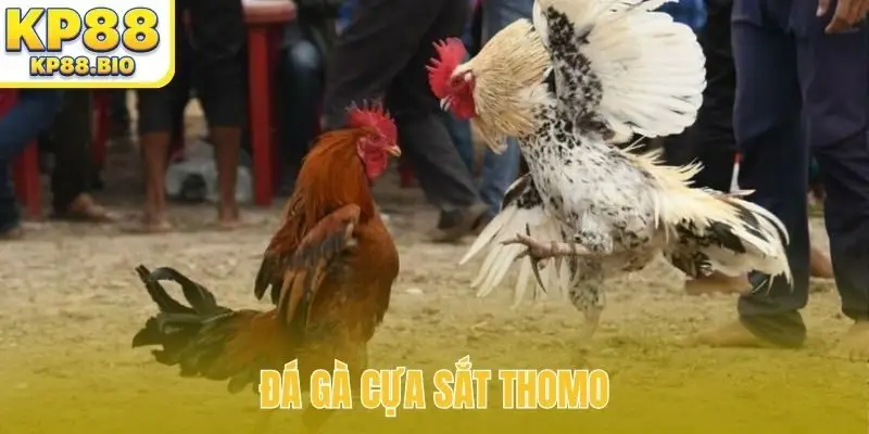 đá gà cựa sắt thomo