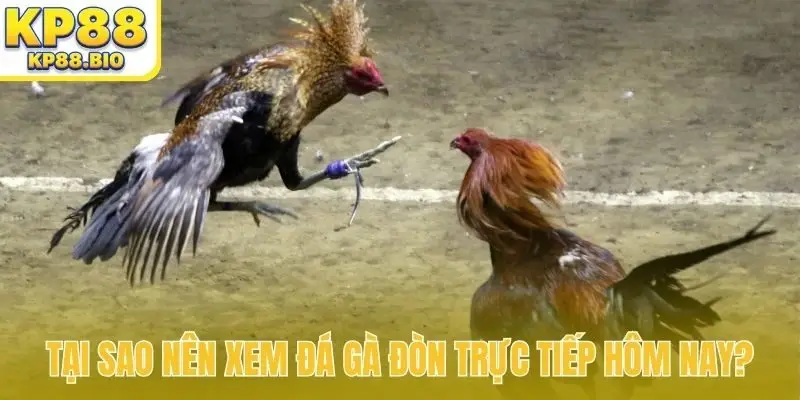Tại sao nên xem đá gà đòn trực tiếp hôm nay?