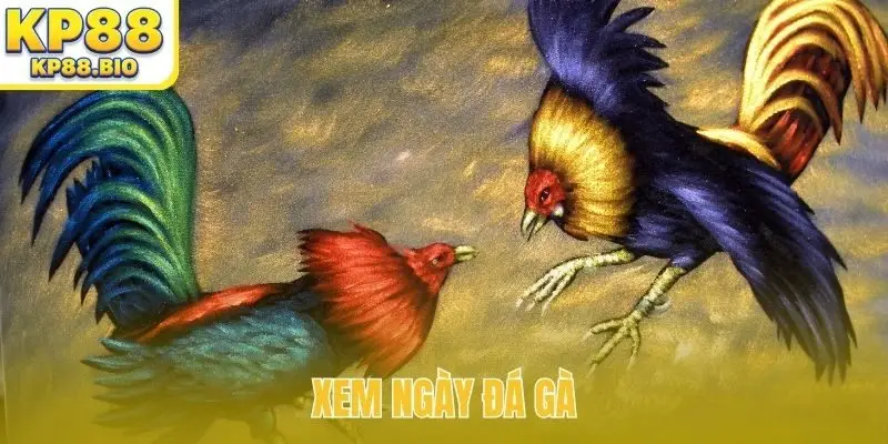 Xem ngày đá gà